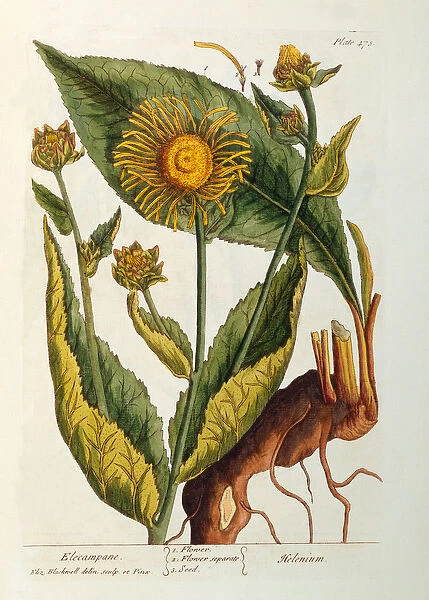 Elecampane, plate 473 from A Curious Herbal, published 1782 (colour engraving)