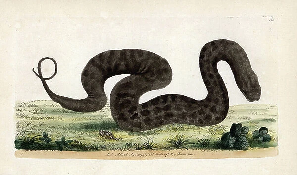 Elephant trunk snake (Acrochordus javanicus), marine snake, native to Southeast Asia. Signed illustration N (Frederick nodder). Lithography in The Naturalist's Miscellany, 1793, by George Shaw and Frederick Polydore Noder (1751-1801)