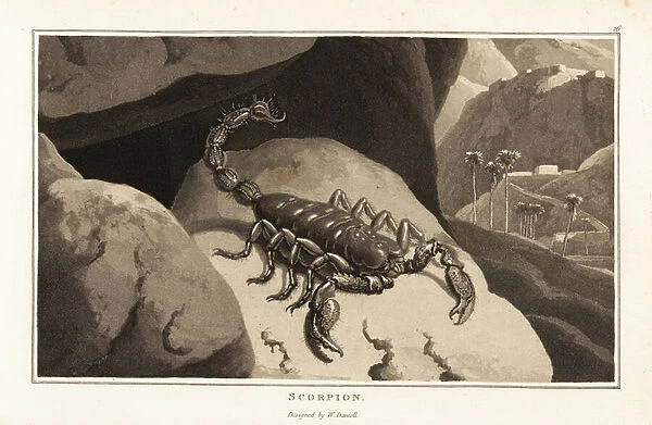 Emperor scorpion in a mountainous African landscape. 1807 (aquatint)