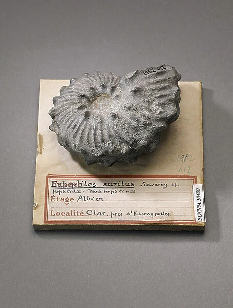 Euhoplites auritus (Cephalopode), Natural History Museum of Marseille