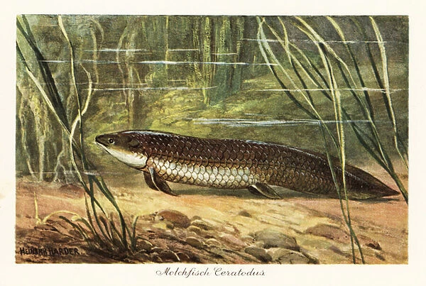 Extinct Ceratodus latissimus among reeds on the ocean floor. 1908 (illustration)