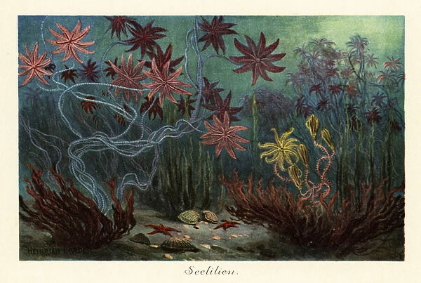 Extinct sea lilies or crinoids, Crinoidea, on the seabed. 1908 (Print)