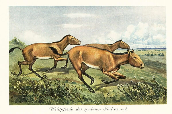 Extinct wild horses of the late Tertiary. 1908 (Print)