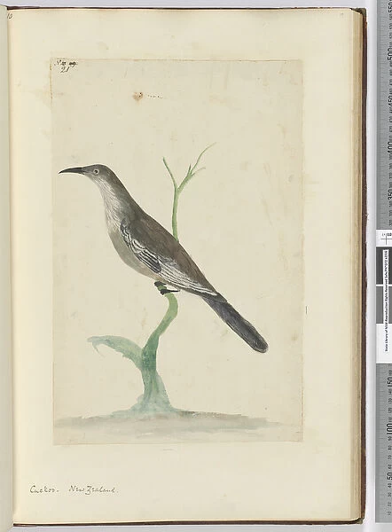 F. 21 Cuckoo. New Zealand, 1772-75 (w  /  c)