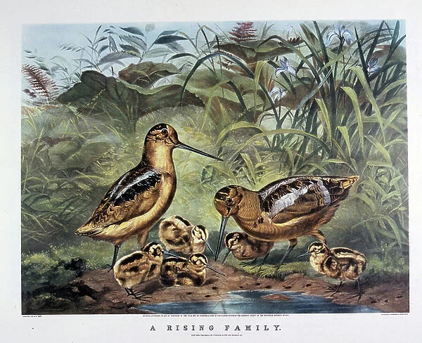 A Family Rising. By Arthur Tait. 1857 (lithograph)