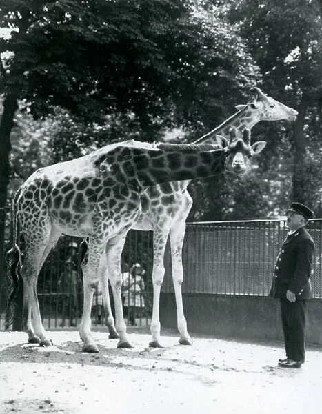 Female Giraffes Maud and Maggie, with keeper Ernie Professor