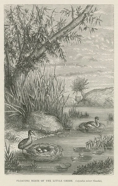 Floating nests of the Little Grebe (engraving)