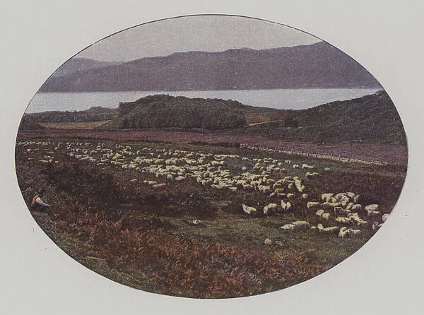 Flock of sheep in Scotland (colour photo)