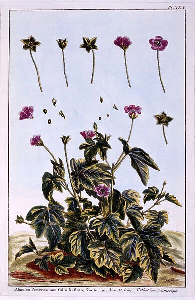 Flowering Maple or Indian Mallow (coloured engraving)