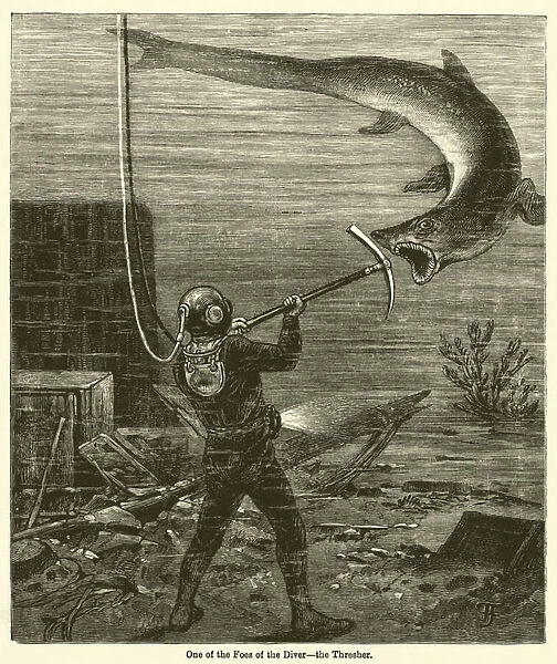 One of the Foes of the Diver, the Thresher (engraving)