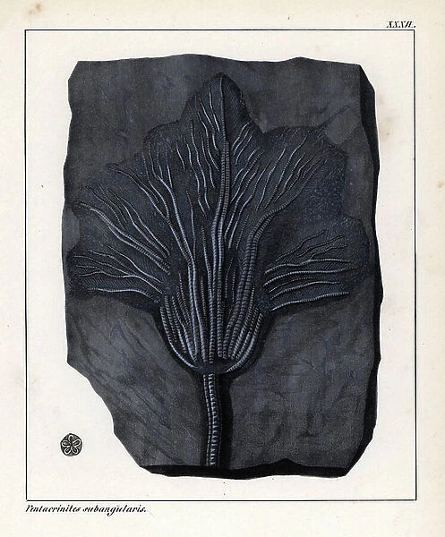 Fossil of Pentacrinites subangularis, a species of crinoid, faint since the Jurassic period. Lithographie in Petrefactenbuch (Book of Petrification) by Dr. F.A.Schmidt, published in Stuttgart (Germany) in 1855 by Verlag von Krais and Hoffmann
