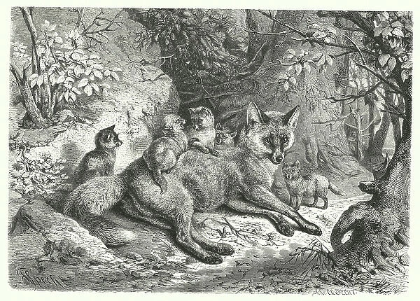 Fox (engraving)