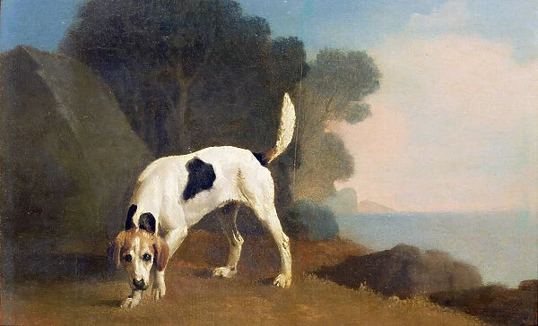 Foxhound on the Scent, c. 1760 (oil on paper laid on board)