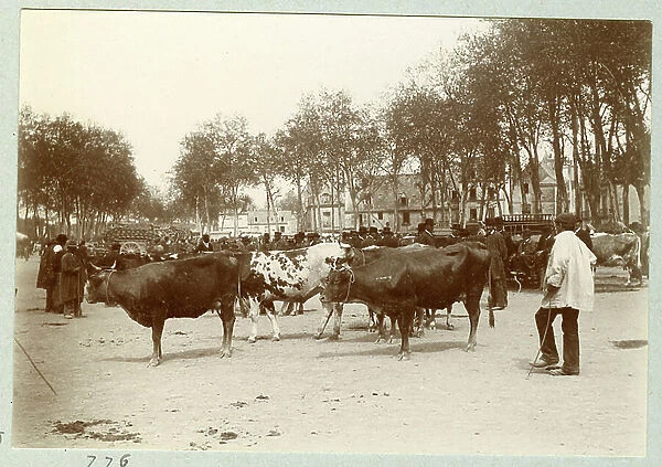 France, Centre, Indre-et-Loire (37), Tours: on the Place champs de Mars of the old Tours, walk with cattle, 1895