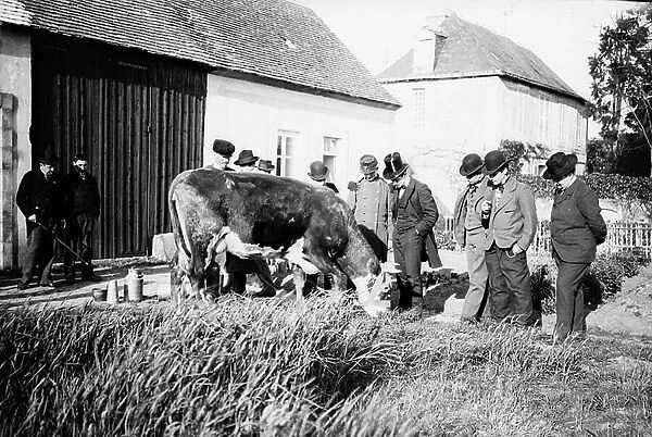 France, Limousin, Haute-Vienne (87), Limoges: examination of a dairy cow for milk intended for the army, 1900