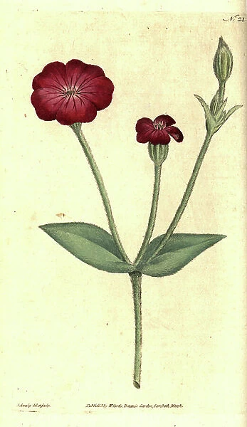Garden Poppy - Pink Campion, Silene coronaria (Rock cockle or campion, Agrostemma coronaria). Handcolured copperplate engraving and botanical illustration by James Sowerby from William Curtis The Botanical Magazine, Lambeth Marsh, London, 1787