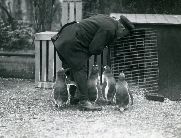 Gentoo Penguins with keeper Albert White, London Zoo, c. 1914 (b  /  w photo)