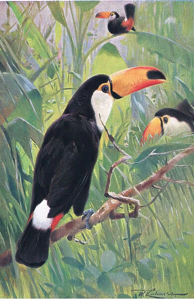 Giant Toucan, from Wildlife of the World published by Frederick Warne & Co, c
