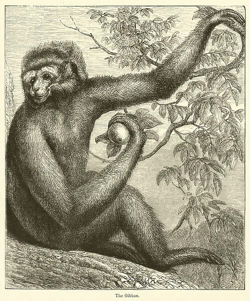 The Gibbon (engraving)