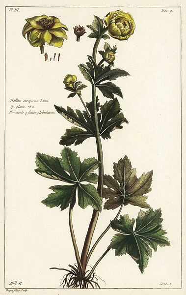 Globeflower, Trollius europaeus, Linn