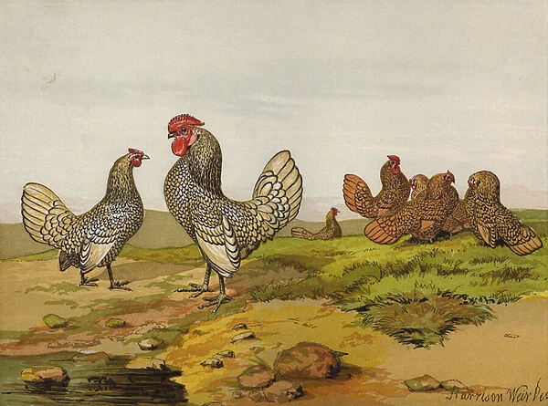 Gold and Silver Laced Bantams (chromolitho)