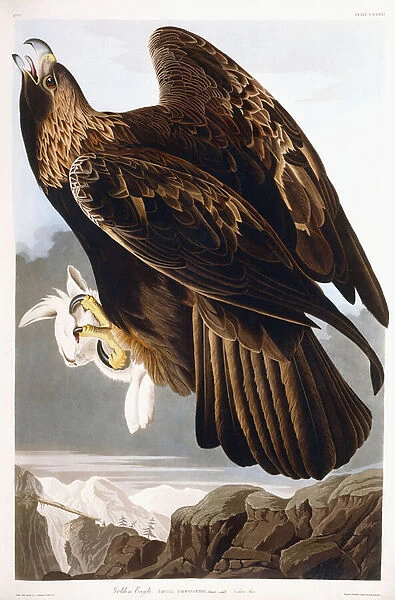 Golden Eagle, 1833 (hand-coloured etching with aquatint engraving)