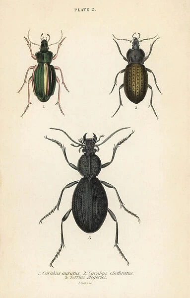Golden ground beetle, Carabus auratus 1, ground beetle, Carabus clathratus 2, and large black ground beetle, Tefflus megerlei