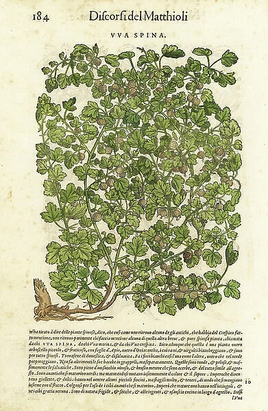 Gooseberry, Ribes uva-crispa. Handcoloured woodblock print by Wolfgang Meyerpick after an illustration by Giorgio Liberale from Pietro Andrea Mattioli's Discorsi di P.A