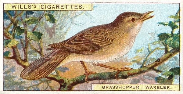 Grasshopper Warbler (chromolitho)