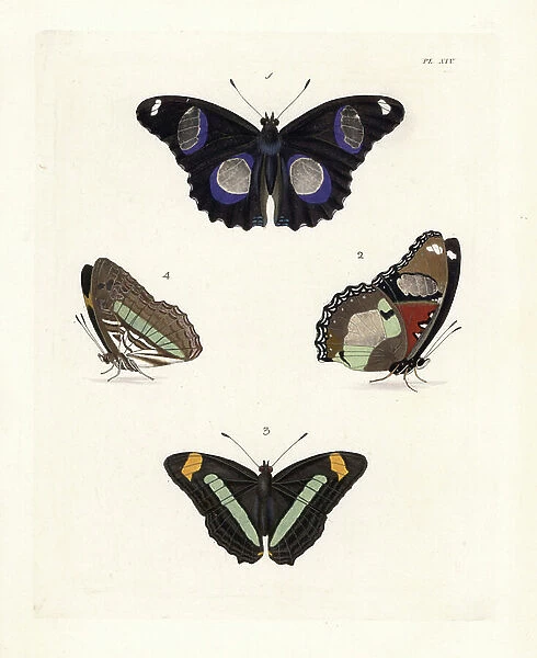 Great eggfly or blue moon butterfly, Hypolimnas bolina 1,2, and Iphiclus sister, Adelpha iphiclus 3,4. Handcoloured lithograph from John O. Westwood's new edition of Dru Drury's ' Illustrations of Exotic Entomology,' Bohn, London, 1837