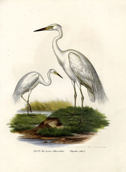 Great White Egret, 1864 (colour litho)