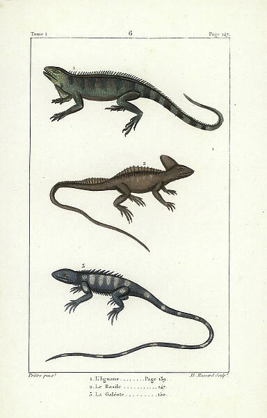 Green iguana, Iguana iguana 1, plumed basilisk, Basiliscus plumifrons 2, and common green forest lizard. Handcoloured copperplate engraving by Massard after an illustration by Jean-Gabriel Pretre from Bernard Germain de Lacepede's Natural History of