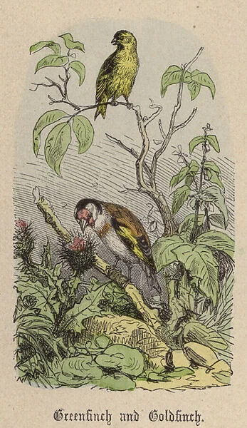 Greenfinch and Goldfinch (coloured engraving)