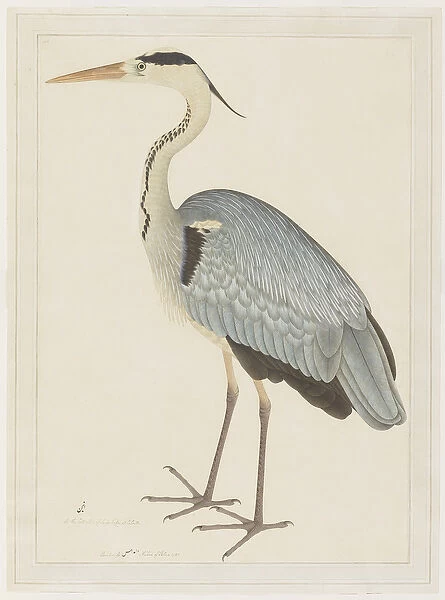 Grey Heron, folio from a Series Commissioned by Lady Impey, c