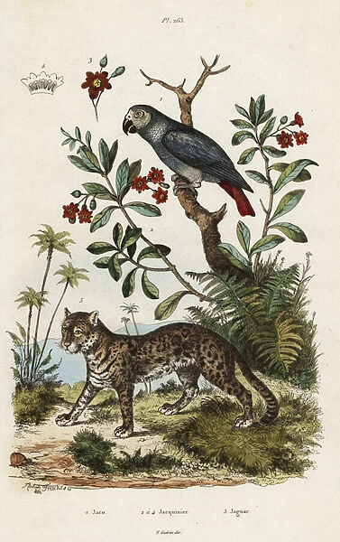 Grey parrot and jaguar. 1824-1829 (engraving)