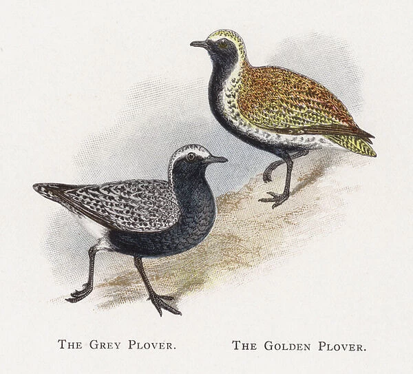 The Grey Plover, The Golden Plover (chromolitho)