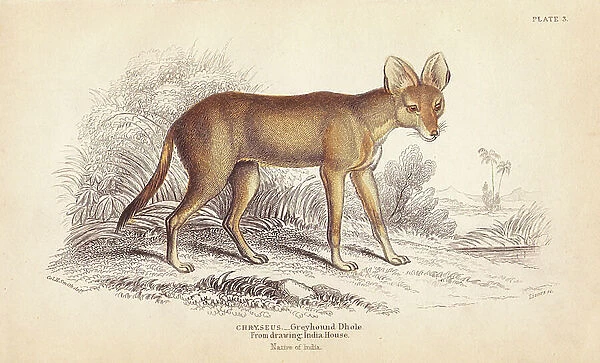 Greyhound dhole, Cuon alpinus (Chryseus) Threatened. From a drawing at India House. Handcoloured steel engraving by Lizars after an illustration by Charles Hamilton Smith from William Jardine's Naturalist's Library, Edinburgh, 1843