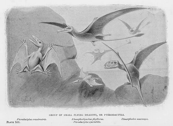 Group of Small Flying Dragons, or Pterodactyls (litho)