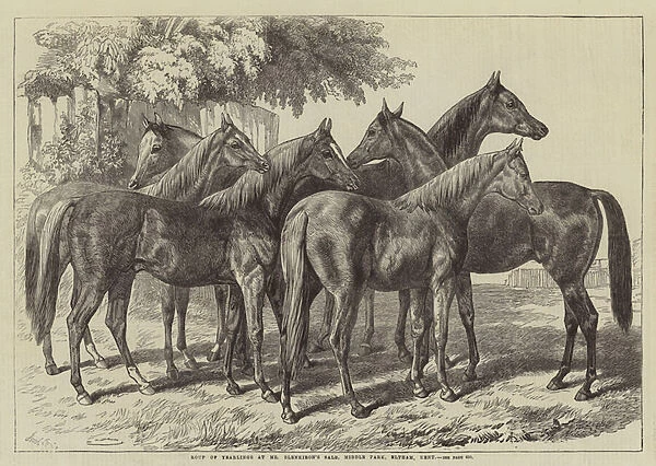 Group of Yearlings at Mr Blenkirons Sale, Middle Park, Eltham, Kent (engraving)