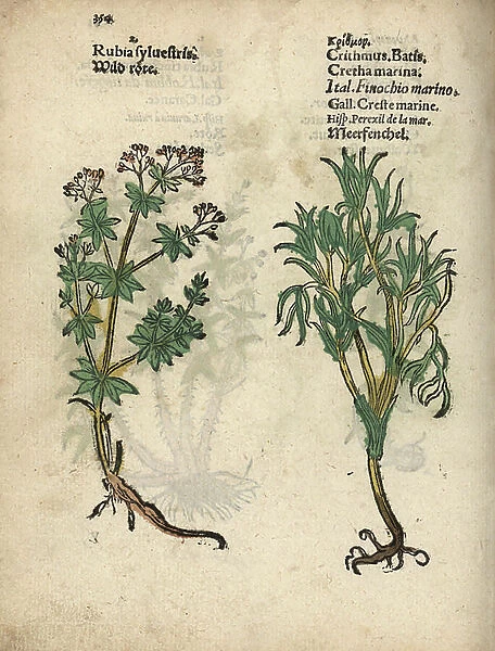 Hedge bedstraw, Galium mollugo, and rock samphire, Crithmum maritimum. Handcoloured woodblock engraving of a botanical illustration from Adam Lonicer's Krauterbuch, or Herbal, Frankfurt, 1557