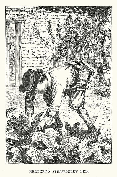 Herberts strawberry bed (engraving)
