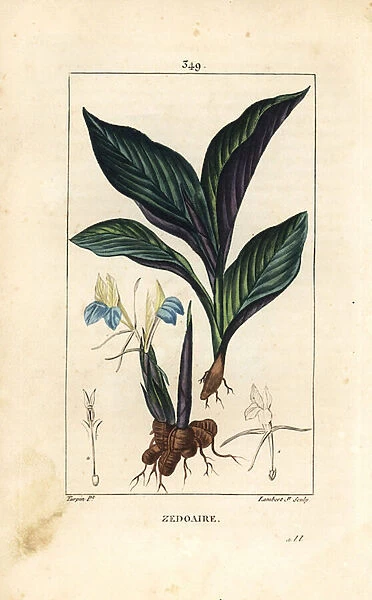 Himalayan Crocus - Zedoary, Koempferia rotunda, with flower, leaf, stem and root rhizome. Handcoloured stipple copperplate engraving by Lambert Junior from a drawing by Pierre Jean-Francois Turpin from Chaumeton