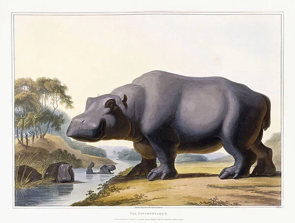 The Hippopotamus, 1804 (hand-coloured aquatint)