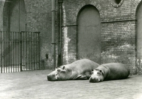 Hippopotamuses Bobbie and Joan at London Zoo, July 1923 (b  /  w photo)