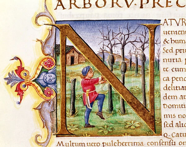 Historiated Initial N depicting a man hewing trees, the Natural History by Pliny the Elder (23-79AD) (vellum)