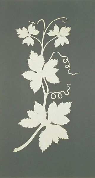 Hop plant (collage on paper)