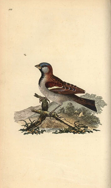 House sparrow, Pour domesticus. Handcoloured copperplate drawn and engraved by Edward Donovan from his own 'Natural History of British Birds, 'London, 1794-1819