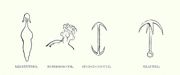 Human invention anticipated: The anchor (engraving)