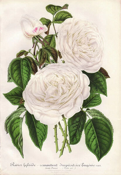 Hybrid white rose, Imperatrice Eugenie, Empress Eugenie. Chromolithograph drawn and lithographed by L. Stroobant for 'L'Illustration Horticole,' Ghent, 1860