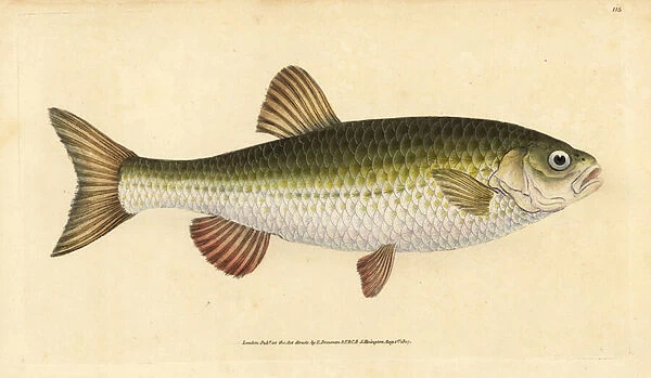 Ide, Leuciscus idus (Chub, Cyprinus jeses). Handcoloured copperplate drawn and engraved by Edward Donovan from his Natural History of British Fishes, Donovan and F. C. and J. Rivington, London, 1802-1808